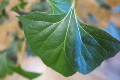 Brachychiton populneus - brachychiton topolový - list